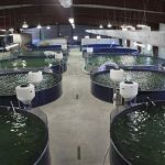 Meningkatkan Produksi dan Kualitas Ikan dengan Sistem Otomasi dari Labrobotika