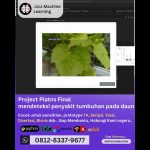 Jasa machine learning Project Platns Final, mendeteksi penyakit pada tumbuhan